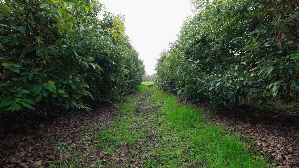 An avocado field (Photo: Avocado Granot) אבוקדו גרנות