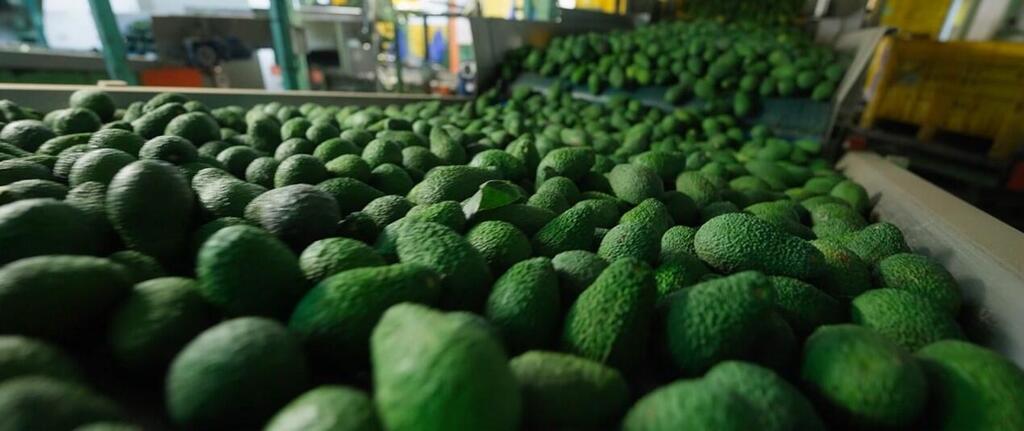 אבוקדו גרנות