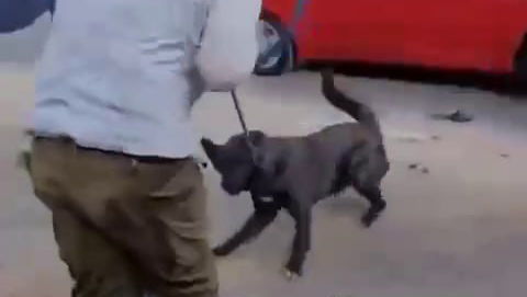 תיעוד: אב ובנו תוקפים את שכנתם בפתח תקווה ומאיימים להרוג את הכלב שלה