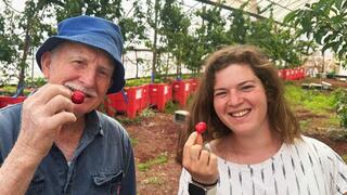 חוקרי המו"פ עם דובדבנים