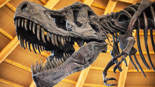 שלד של טירנוזאורוס רקס