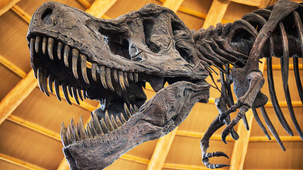 שלד של טירנוזאורוס רקס