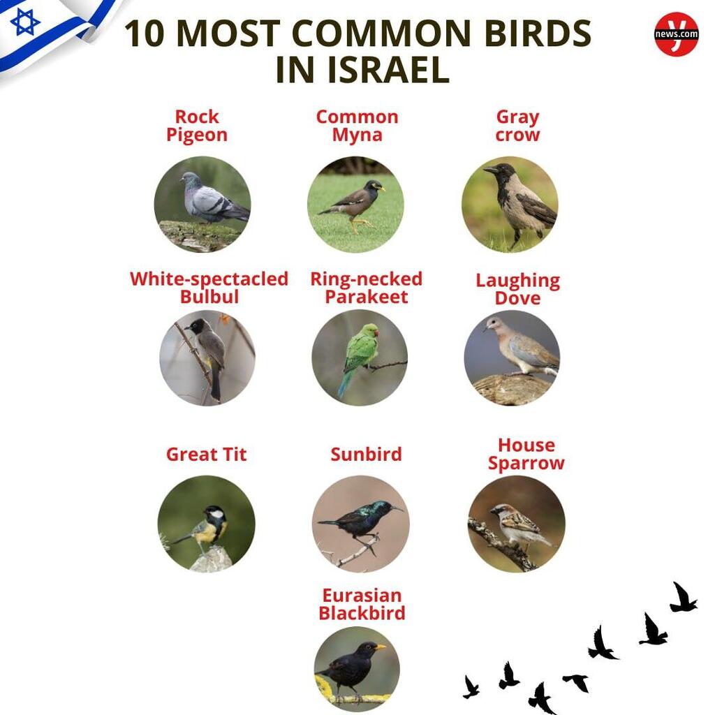 birds
