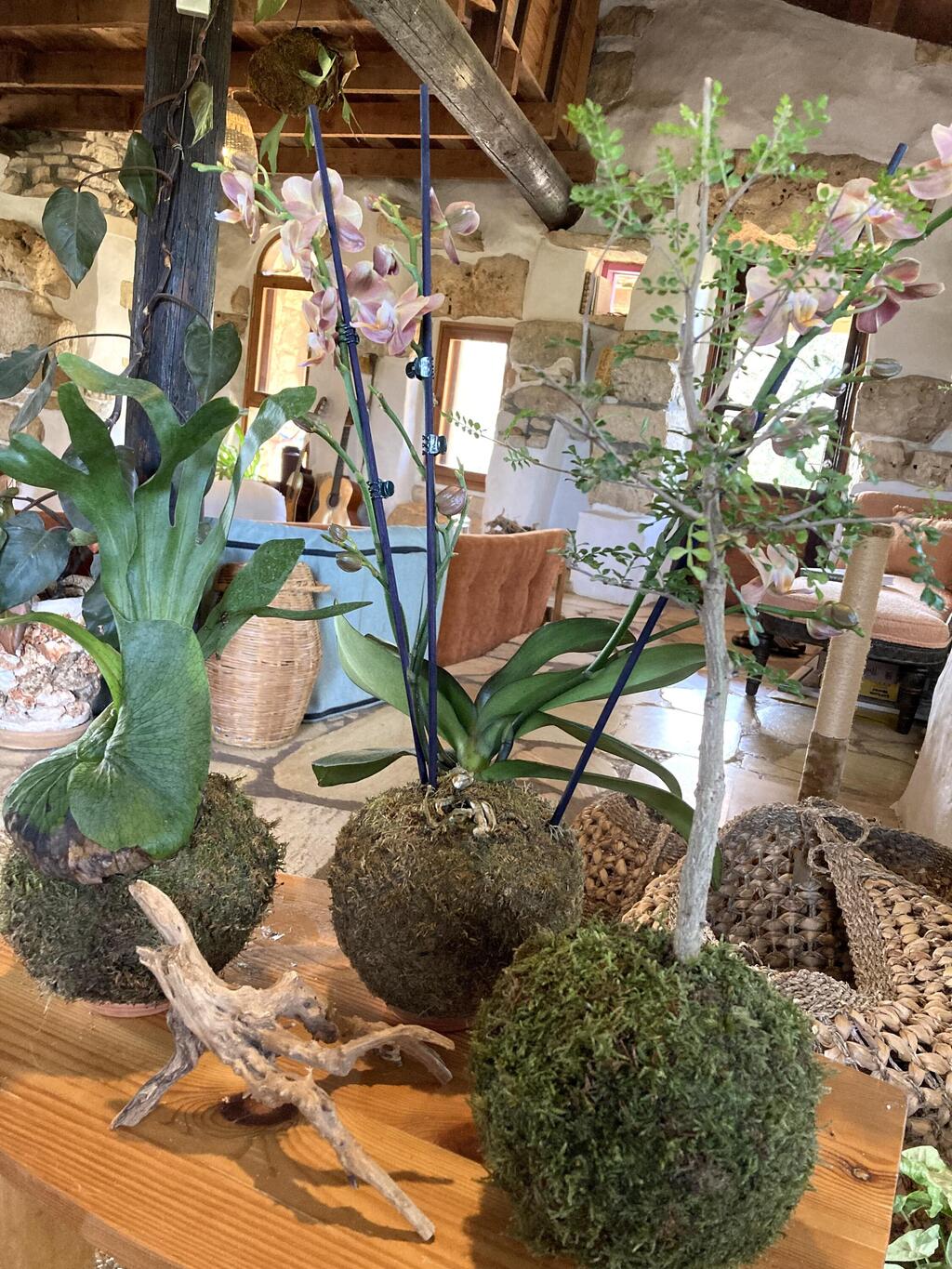 Kokedama