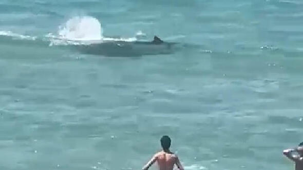 תיעוד שתי כרישות מסוג עפרורי בחוף בית ינאי