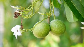 פרי העץ Cerbera odollam
