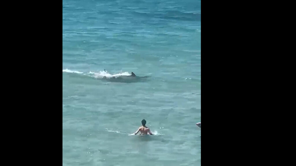תיעוד שתי כרישות מסוג עפרורי בחוף בית ינאי