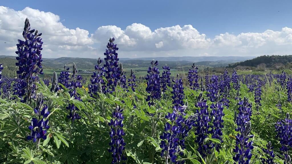 נוף ותורמוסים פורחים בתל שוכה