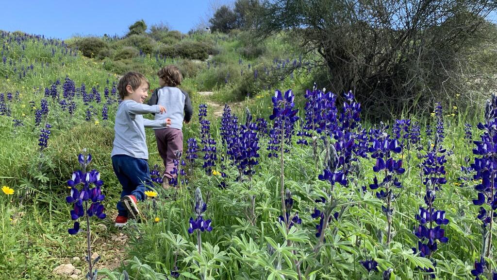 מטיילים בין תורמוסים פורחים בתל שוכה
