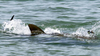 חיפושים בחוף נחל חדרה לאחר תקיפת הכריש