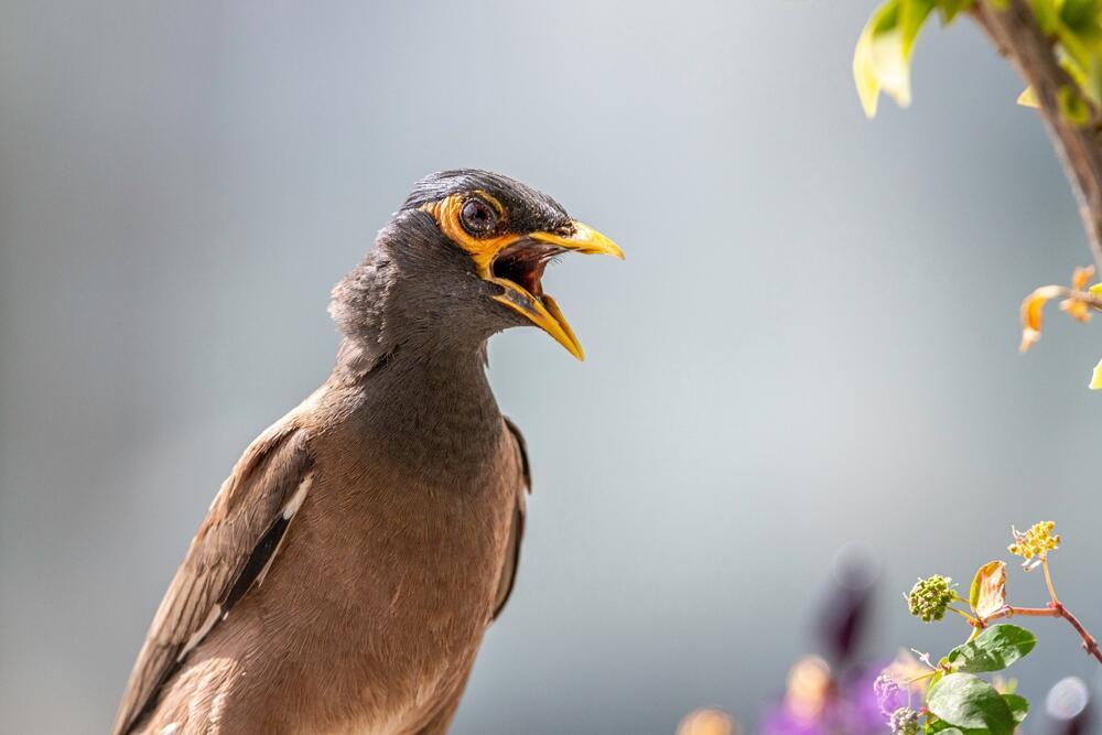 מיינה מצויה