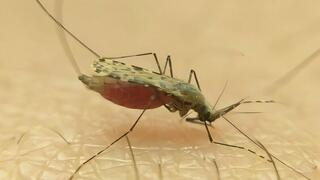 הזן החדש של היתוש מקומפלקס Anopheles gambiae, שאותר בקו החוף של טנזניה