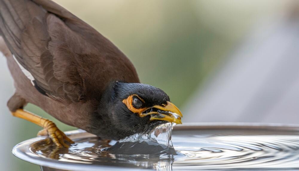 מיינה מצויה