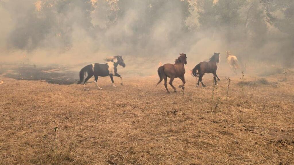 סוסים בורחים מהשריפות באיזור בית שמש