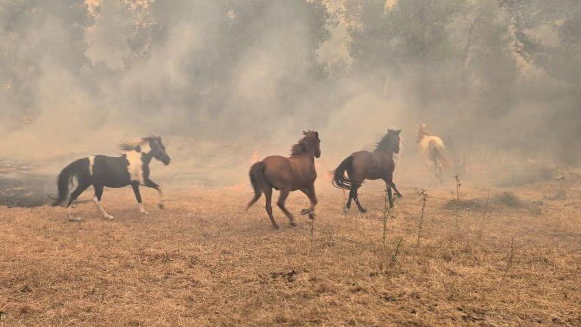 סוסים בורחים מהשריפות באיזור בית שמש