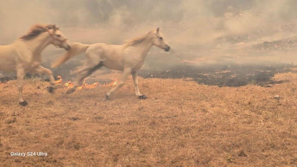 סוסים בורחים מהשריפות באיזור בית שמש