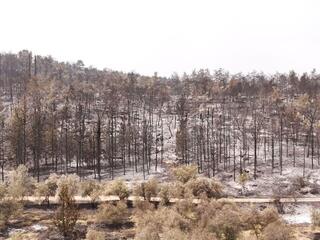 מסילת ציון לאחר שריפת הענק
