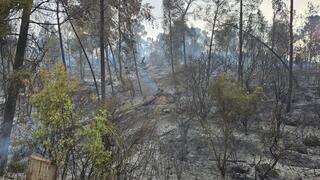מניעת התפשטות מוקדי השריפה ביערות הרי ירושלים