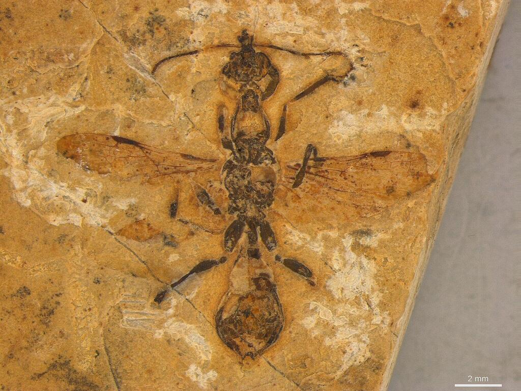 נמלת הגיהינום Vulcanidris cratensis המאובנת שהתגלתה בברזיל