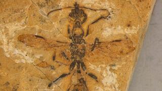 נמלת הגיהינום Vulcanidris cratensis המאובנת שהתגלתה בברזיל