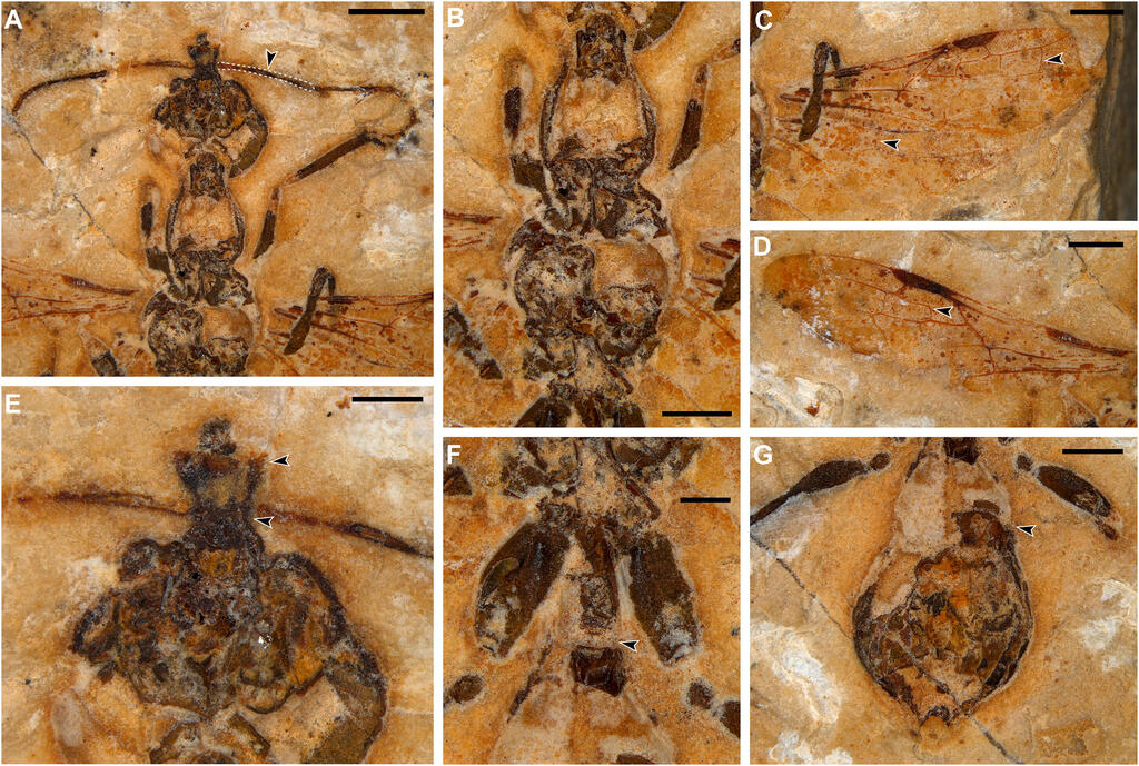 נמלת הגיהינום המאובנת Vulcanidris cratensis שהתגלתה בברזיל