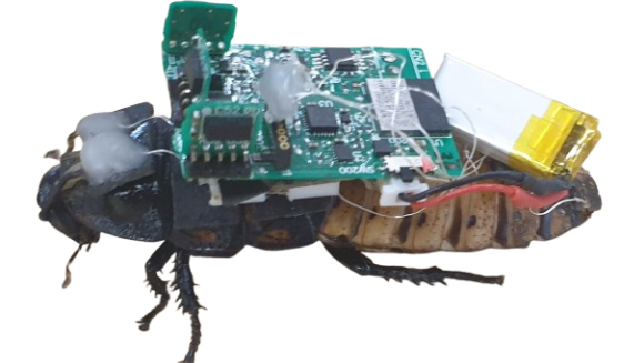 From rescue missions to agriculture to espionage: A cyborg cockroach carrying the system developed in the new study 