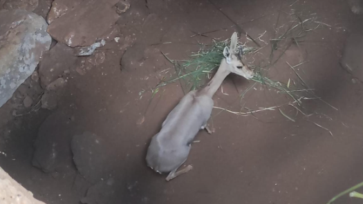 הצביה בתוך הבור