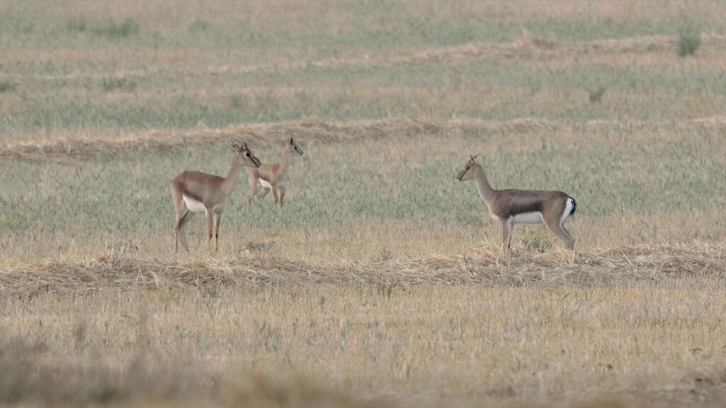המשפחה של ששת