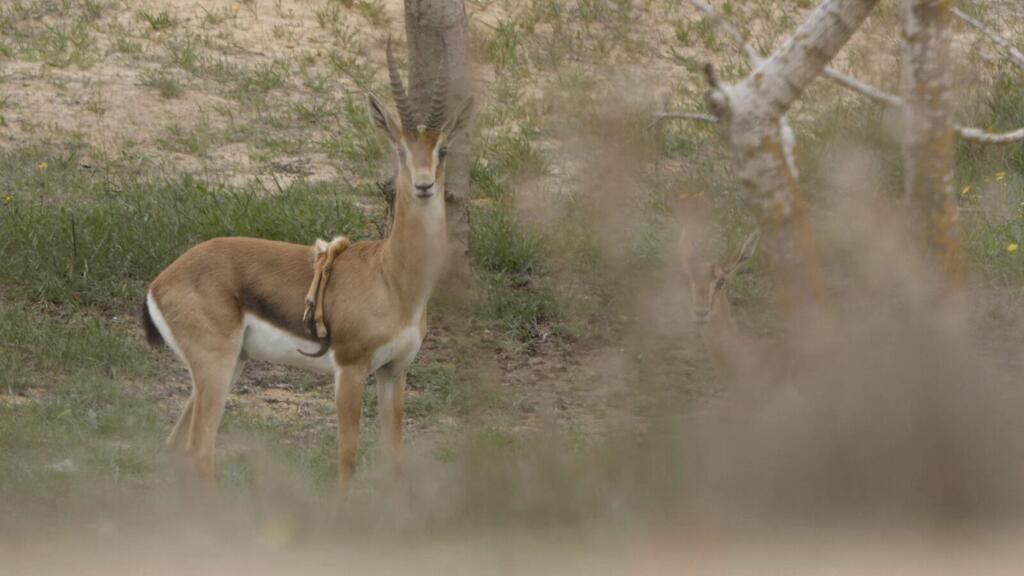 ששת, האבא הטרי