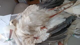 חסידה פצועה במרכז האקלום באגמון החולה