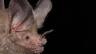 עטלף זיזף יבלתי