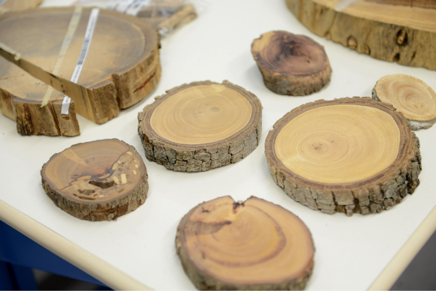 The trees reveal part of the story and help uncover inaccuracies in the research. Tree rings in the accelerator laboratory (Photo: Ohad Herches, Weizmann Institute of Science) העצים מספרים חלק מהסיפור, וגם מסייעים לחשוף אי-דיוקים במחקר. טבעות עצים במעבדת המאיץ