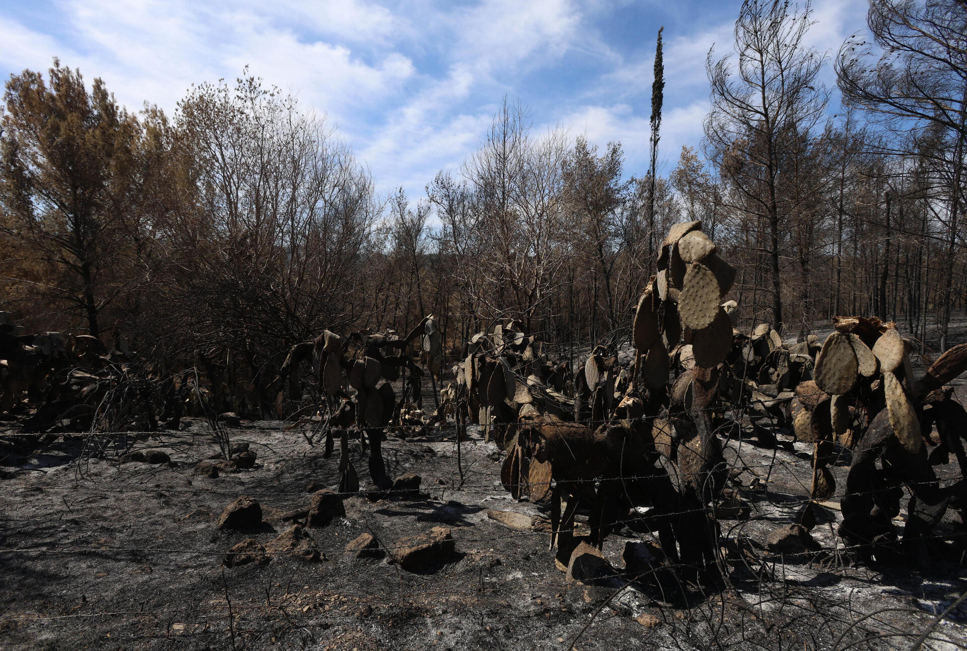 נזקי השריפות בהרי ירושלים 