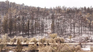 נזקי השריפה בהרי ירושלים