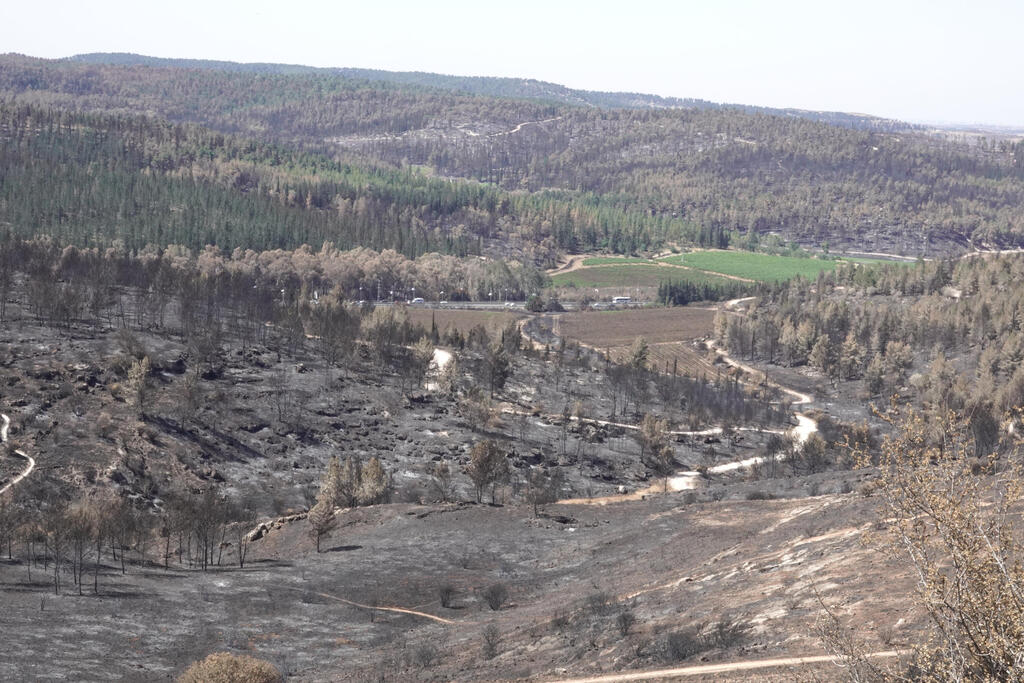 Wildfire smoke and air pollution are migraine triggers
Photo: Damage from the wildfire in the Jerusalem hills
(Photo: Shaul Golan) נזקי השריפה בהרי ירושלים