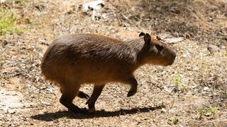 מסתגל לבית החדש