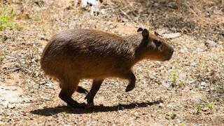 מסתגל לבית החדש