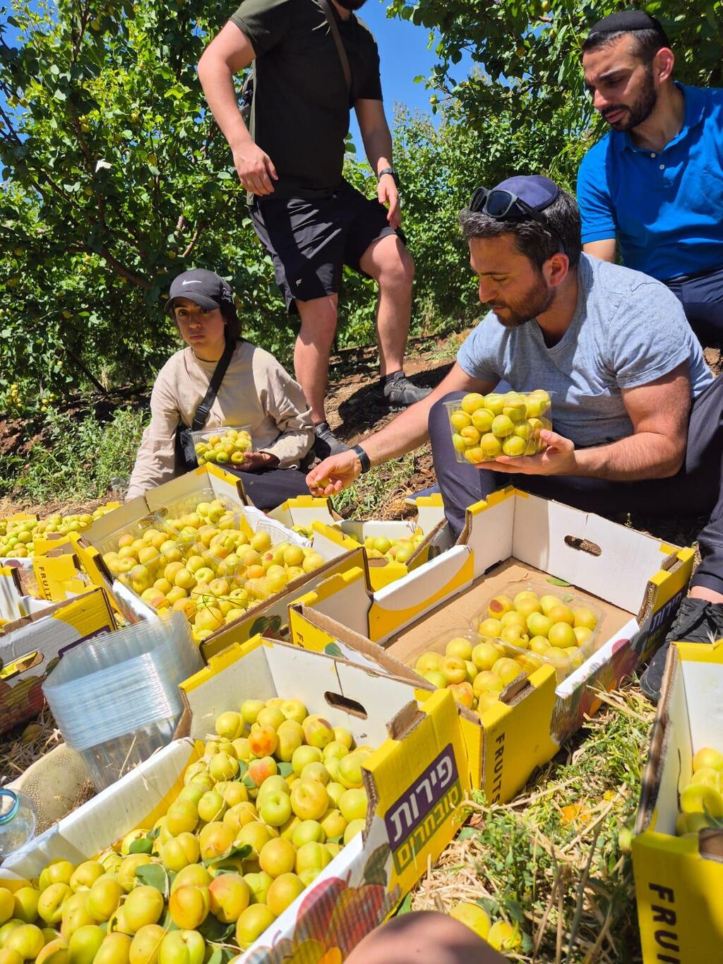 Members of a young Jewish delegation from New York join a special mission to strengthen ties with Israeli communities, volunteering in areas affected by the war as part of a Mosaic United initiative (Photo: Israela & Mosaic United) Members of a young Jewish delegation from New York join a special mission to strengthen ties with Israeli communities, volunteering in areas affected by the war as part of a Mosaic United initiative