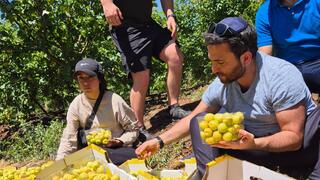 Members of a young Jewish delegation from New York join a special mission to strengthen ties with Israeli communities, volunteering in areas affected by the war as part of a Mosaic United initiative 