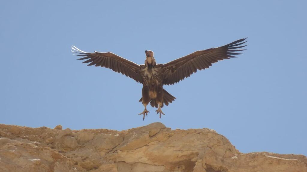 ביקור נדיר. עוזניית הנגב בישראל