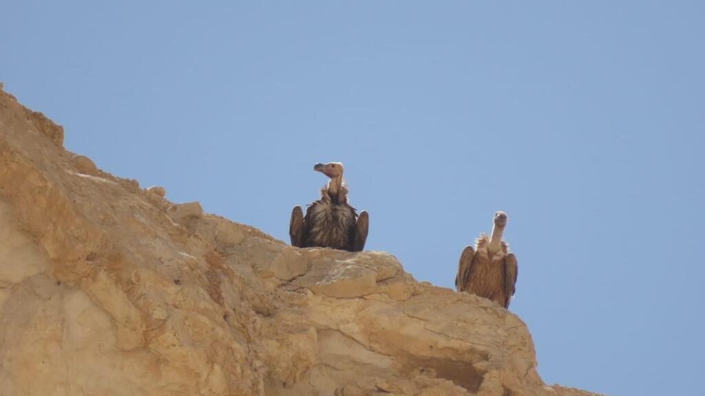 עוזניית הנגב ביחד עם הנשר שאיתו הגיעה מסעודיה