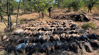 פגרים של עשרות נשרים ליד הפיל שגופתו הורעלה