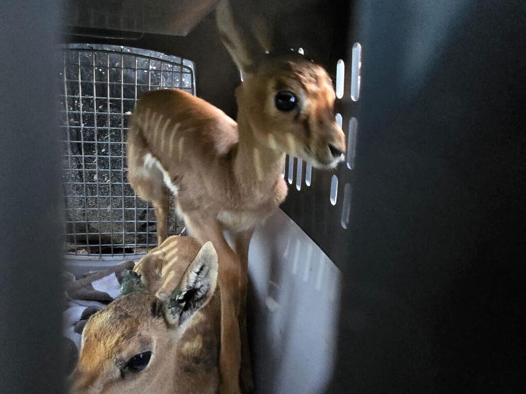 עופרים שנתפסו בכפר הפלסטיני בית סירא