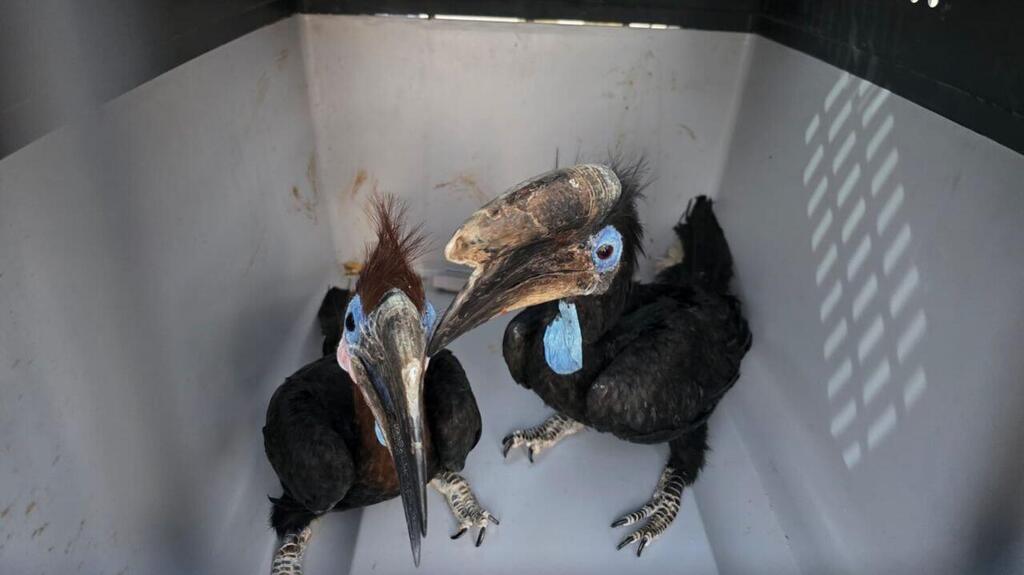 Dozens of exotic animals rescued in Israeli raid on illegal wildlife trade in West Bank (Photo: Israel Nature and Parks Authority) תוכים שנתפסו בכפר הפלסטיני בית סירא