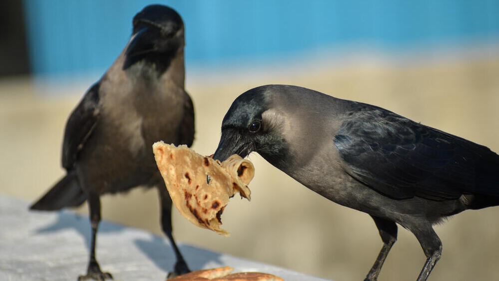 Indian house crows eat food left behind by humans. An invasive species living in Eilat (Photo: Lalith Ravi, Shutterstock) עורבים הודיים אוכלים מזון שהושאר על ידי בני אדם
