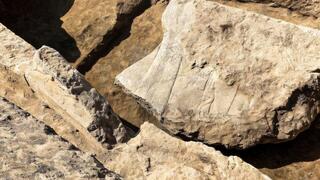 שרידי התבליט שהתגלו בארמון הצפוני של המלך אשורבניפל בעיר העתיקה נינווה