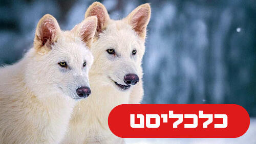 זאב בלהות 15.5.25