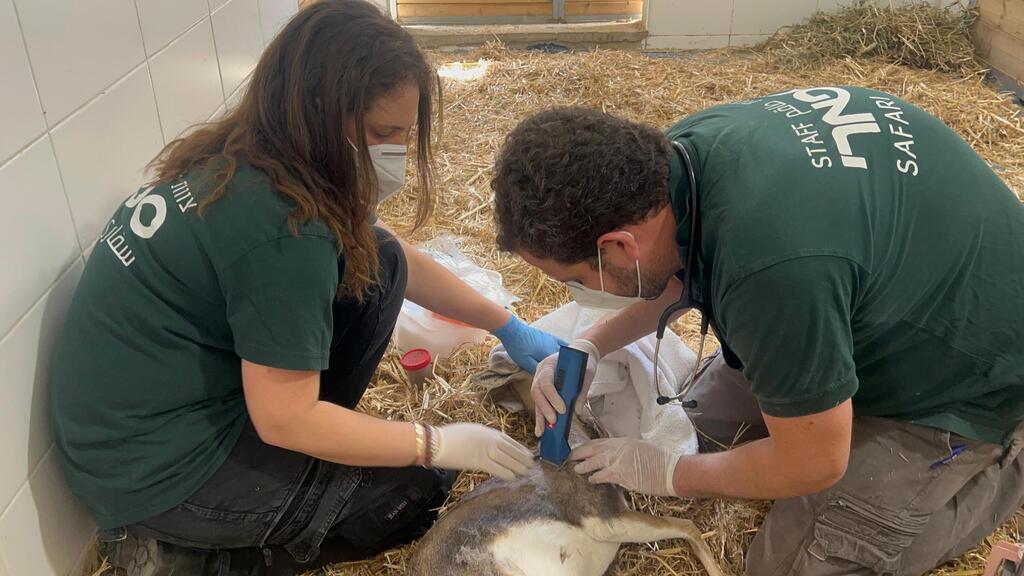 הצוות הווטרינרי בפעולה