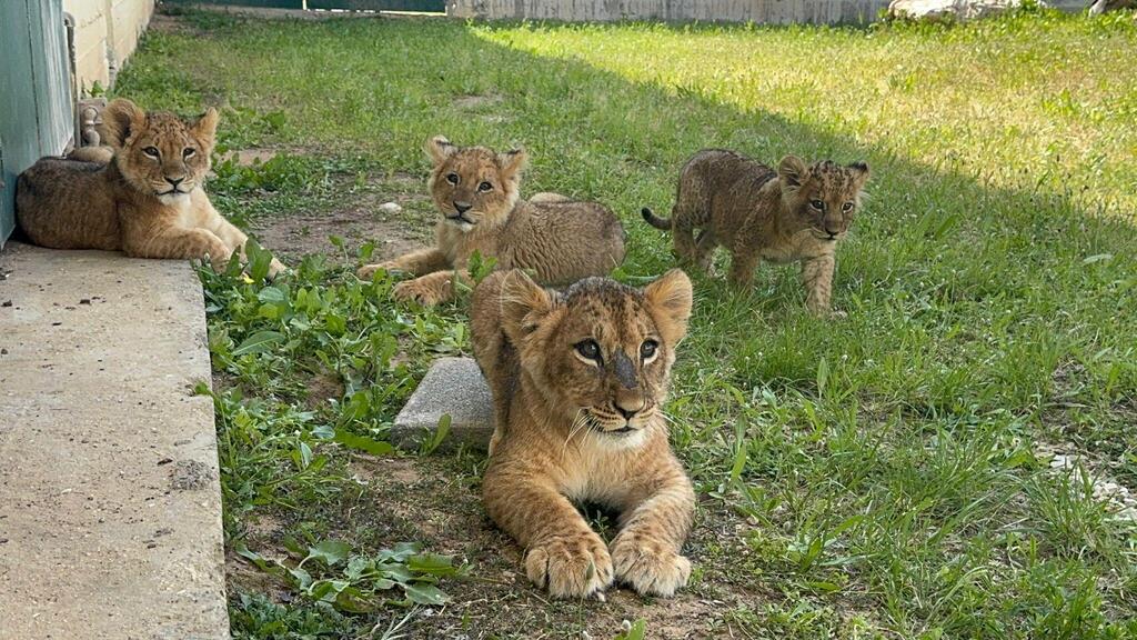 מנוחת צהריים ב"חי פארק" בקריית מוצקין