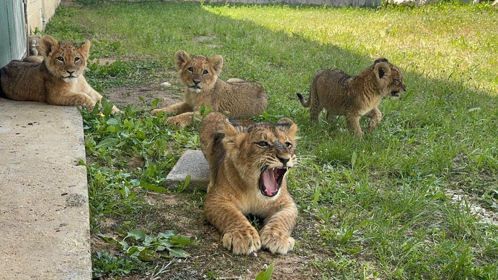 מסתגלים לחיים החדשים בקריות